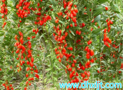 枸杞膨大增紅沖施肥選擇 枸杞膨大增紅沖施肥選擇