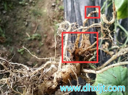 黃瓜施肥不當造成漚根 黃瓜施肥不當造成漚根