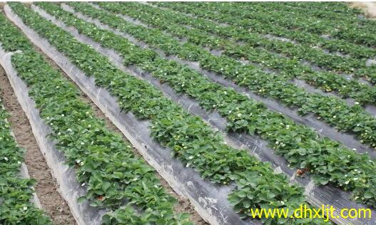 草莓沖施肥效果 草莓沖施肥效果