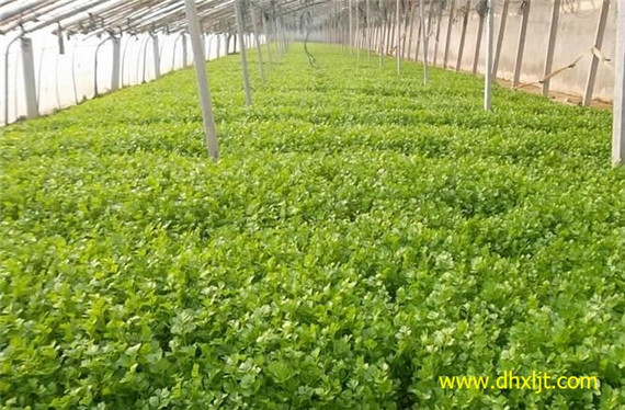 芹菜沖施肥用量用法 芹菜沖施肥用量用法