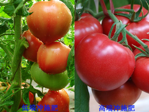 沖施肥高低價位效果對比 沖施肥高低價位效果對比