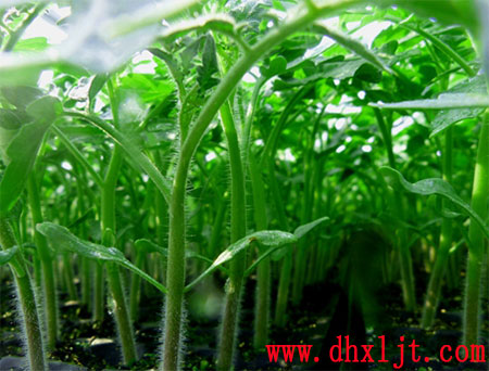 番茄育苗 番茄育苗