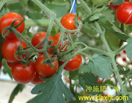 西紅柿沖施肥選擇方法 西紅柿沖施肥選擇方法