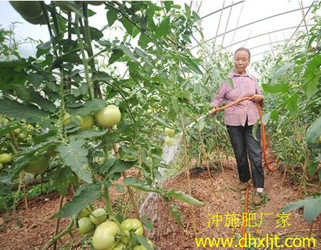 番茄沖施肥用法 番茄沖施肥用法