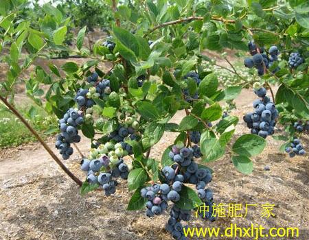 藍莓沖施肥用法用量 藍莓沖施肥用法用量