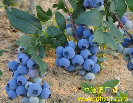 藍莓沖施肥選擇 藍莓沖施肥選擇