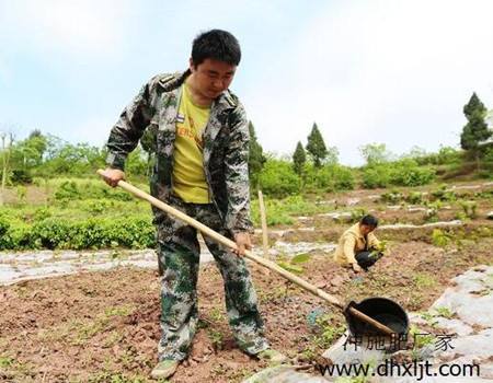 西瓜苗沖施肥用法 西瓜苗沖施肥用法