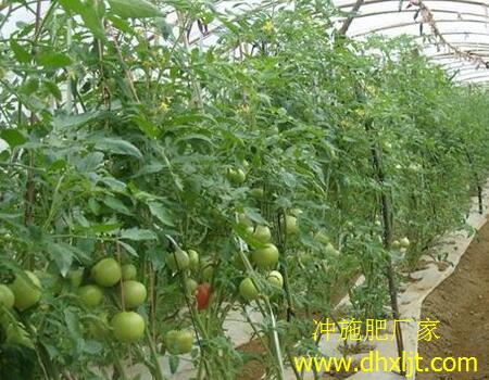 西紅柿沖施肥選擇 西紅柿沖施肥選擇