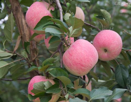 果樹上怎么使用沖施肥 果樹上怎么使用沖施肥