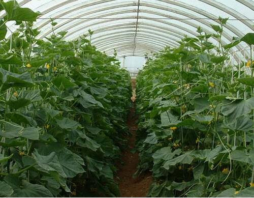 蔬菜沖施肥正確使用方法 蔬菜沖施肥正確使用方法