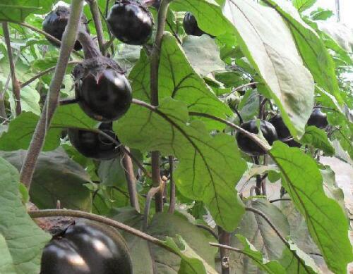 蔬菜沖施肥正確使用方法 蔬菜沖施肥正確使用方法