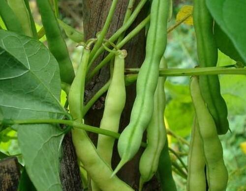 沖施肥使用技術(shù)要領(lǐng) 沖施肥使用技術(shù)要領(lǐng)