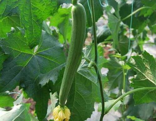 絲瓜怎么施肥 絲瓜怎么施肥