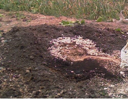 絲瓜施肥技術 絲瓜施肥技術