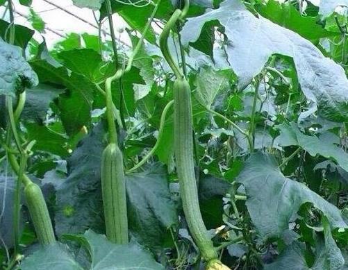 絲瓜怎樣選擇沖施肥 絲瓜怎樣選擇沖施肥