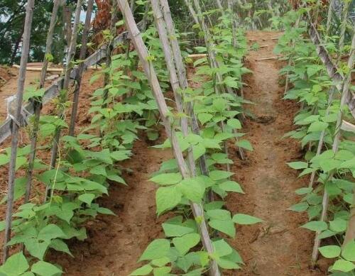 豆角需要什么樣的沖施肥 豆角需要什么樣的沖施肥