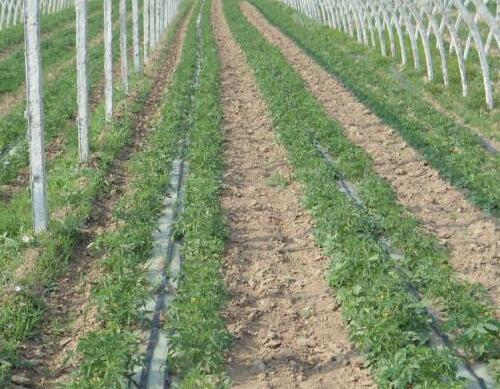 大棚蔬菜不宜常用沖施肥 大棚蔬菜不宜常用沖施肥