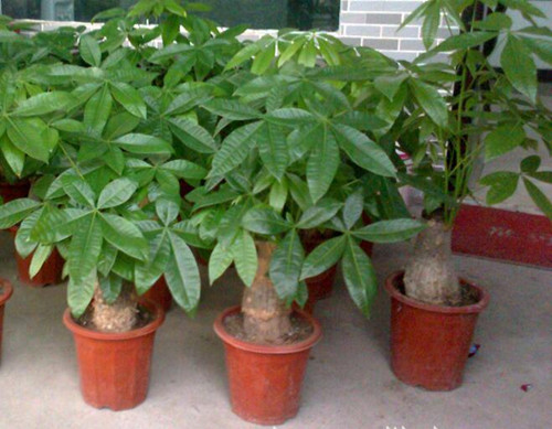 怎么給花施肥 怎么給花施肥