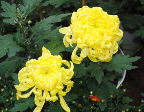 怎么給花施肥 怎么給花施肥