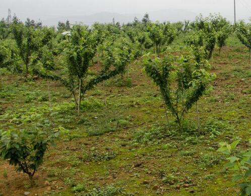 果樹沖施肥中毒類型 果樹沖施肥中毒類型