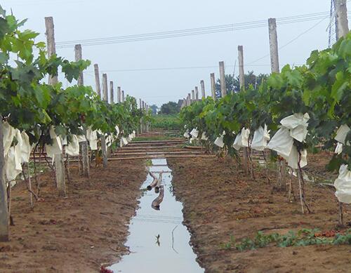 葡萄用什么配方的沖施肥 葡萄用什么配方的沖施肥