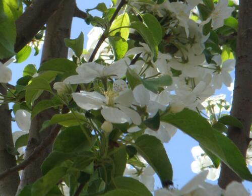 果樹施肥時間之花前施肥 果樹施肥時間之花前施肥