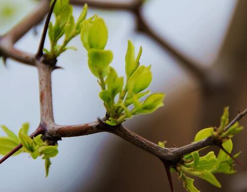果樹施肥時間之萌芽前施肥 果樹施肥時間之萌芽前施肥