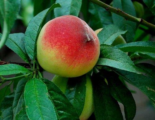 果樹施肥時間之花后施肥 果樹施肥時間之花后施肥