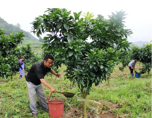 一般沖施肥稀釋倍數 一般沖施肥稀釋倍數