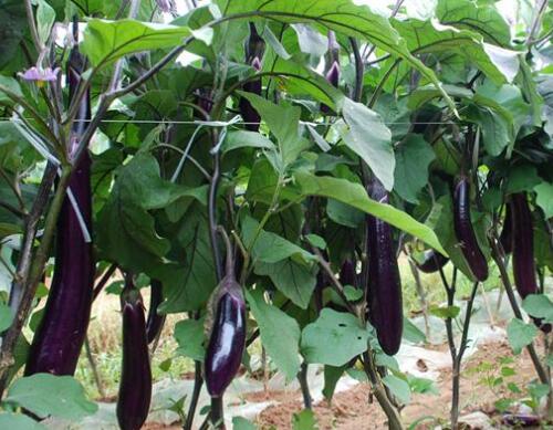 茄子用什么沖施肥好 茄子用什么沖施肥好