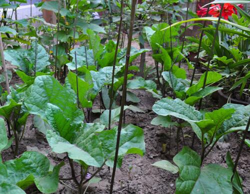 茄子施肥技術 茄子施肥技術