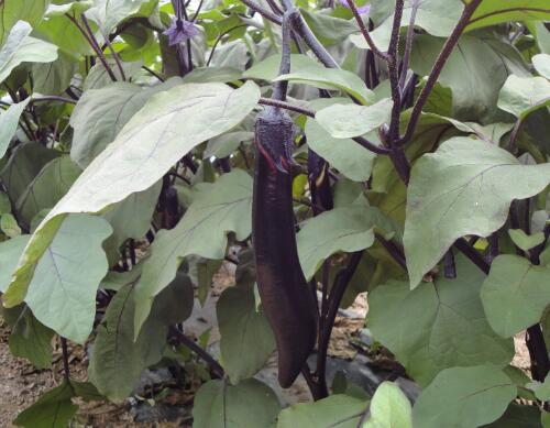 茄子施肥技術 茄子施肥技術