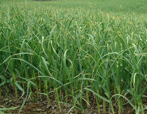 大蒜沖施肥什么樣的配方最合理 大蒜沖施肥什么樣的配方最合理