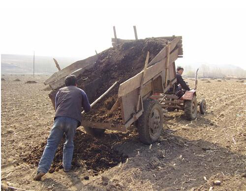 大蒜施肥技術之底肥 大蒜施肥技術之底肥