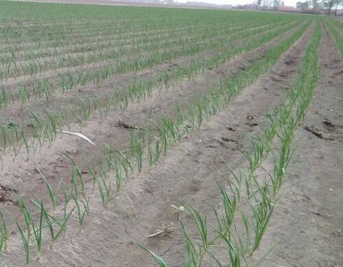 大蒜施肥技術之苗期追肥 大蒜施肥技術之苗期追肥