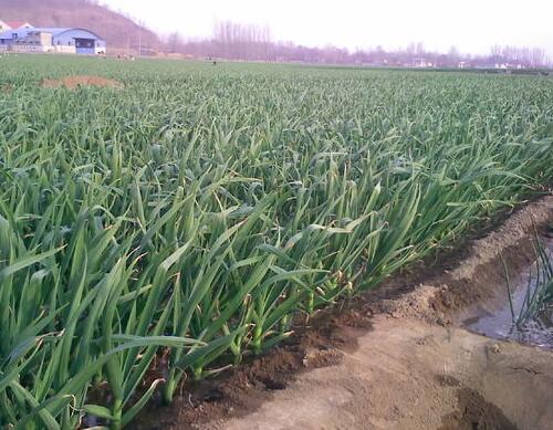 大蒜施肥技術之盛期追肥 大蒜施肥技術之盛期追肥