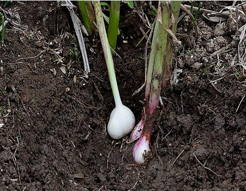 大蒜施肥技術之孕薹期追肥 大蒜施肥技術之孕薹期追肥
