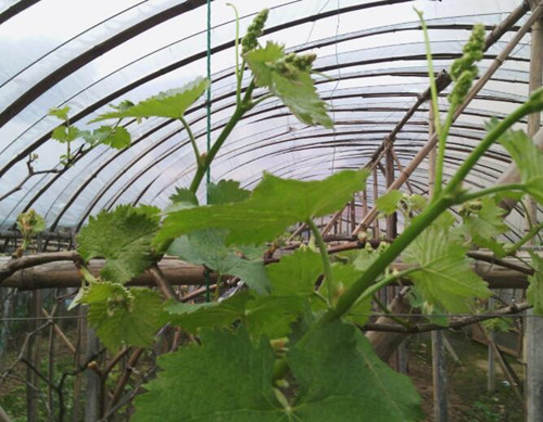 葡萄發芽期施肥 葡萄發芽期施肥