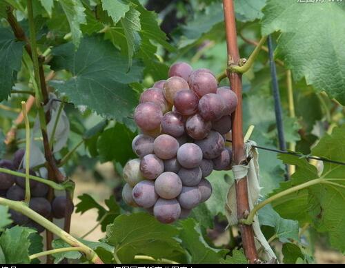 葡萄成熟期施肥 葡萄成熟期施肥