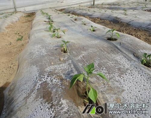 辣椒移栽定植后追肥 辣椒移栽定植后追肥