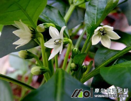 辣椒開花前追肥 辣椒開花前追肥