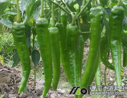 辣椒幼果期追肥 辣椒幼果期追肥