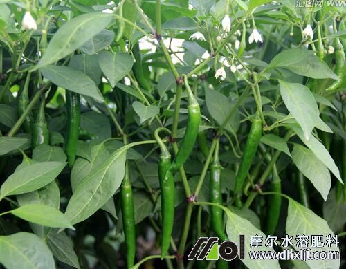 辣椒采摘期追肥 辣椒采摘期追肥