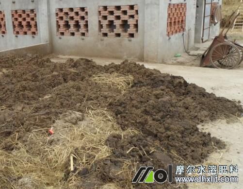 向日葵施農家底肥 向日葵施農家底肥