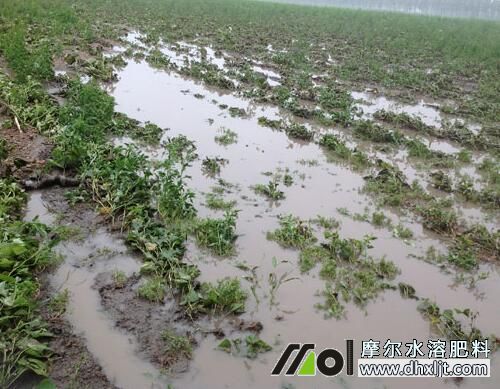多雨季施肥注意 多雨季施肥注意