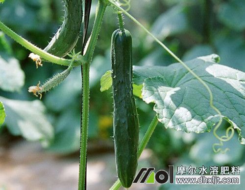 黃瓜結瓜期追肥 黃瓜結瓜期追肥