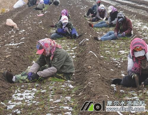 洋蔥沖施肥使用方法 洋蔥沖施肥使用方法