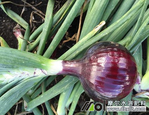 洋蔥沖施肥使用方法 洋蔥沖施肥使用方法