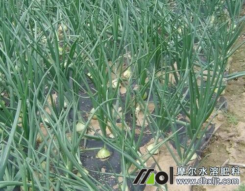 洋蔥發棵期追肥 洋蔥發棵期追肥