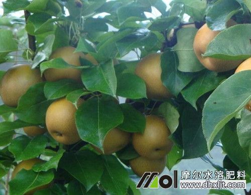 梨樹后期追肥 梨樹后期追肥